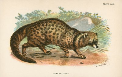 African Civet by English School